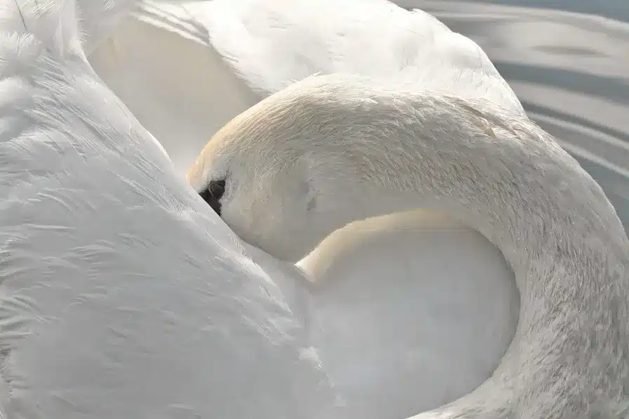 El experimento del cuello de cisne